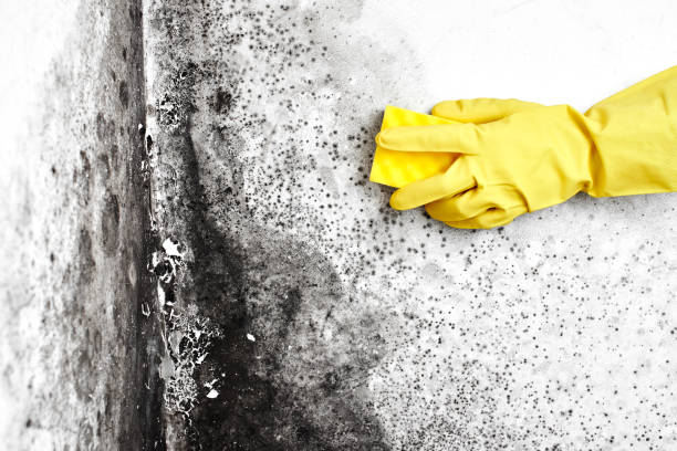 Best Mold Odor Removal Services  in Holyoke, CO