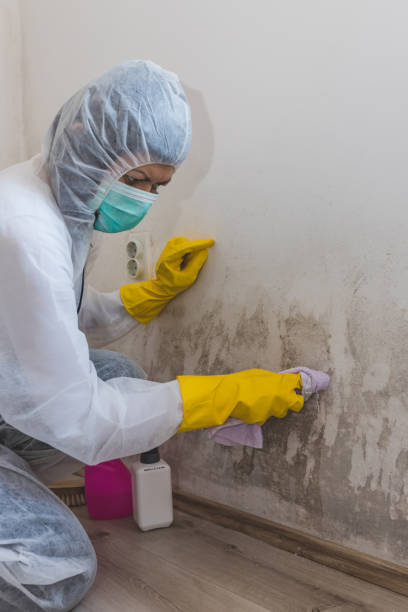 Best Emergency Mold Remediation  in Holyoke, CO