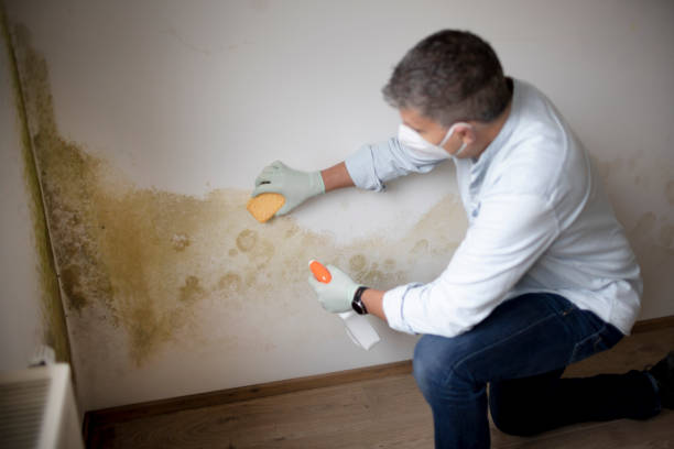 Best Mold Documentation for Insurance Claims  in Holyoke, CO