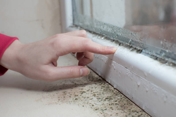 Best Post-Construction Mold Inspection  in Holyoke, CO